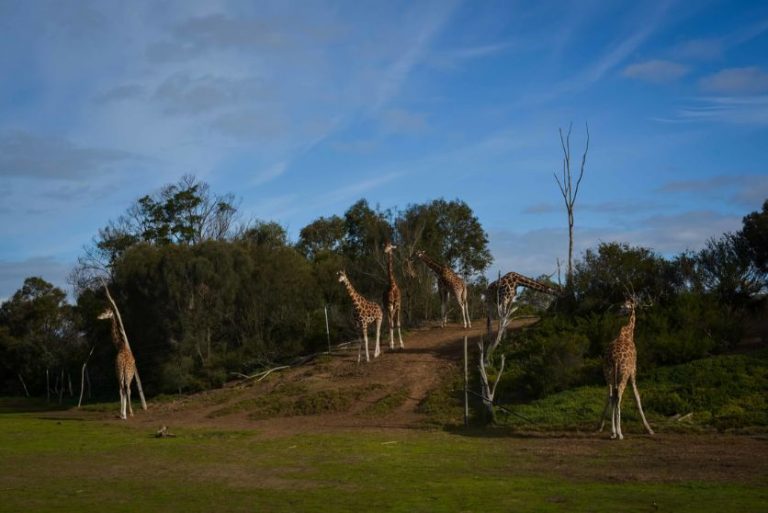 Werribee zoo giraffe