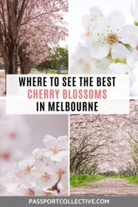 Cherry blossom in Melbourne