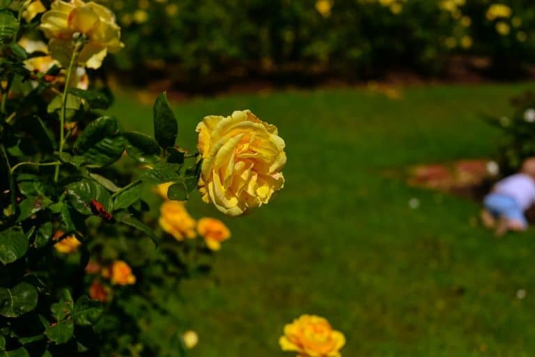 Victorian state rose garden